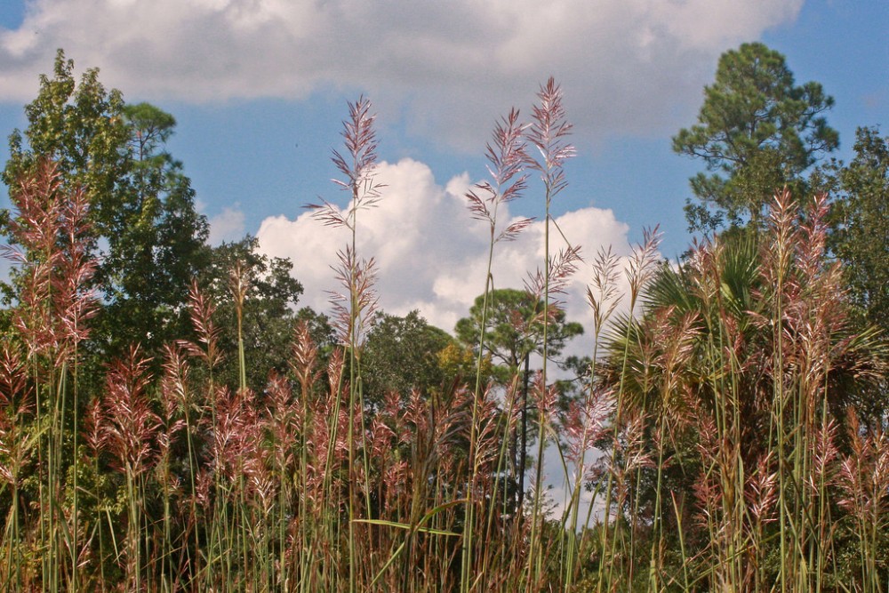 saccharum_giganteum_2